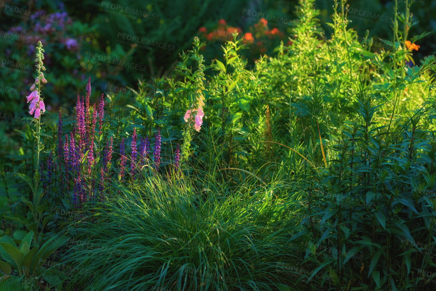 Buy stock photo Magical meadow of vibrant wild flowers in field of lush greenery on sunny day. Colorful overgrown green garden in summer with sunshine. Abundant plants growing in serene nature scene with copy space