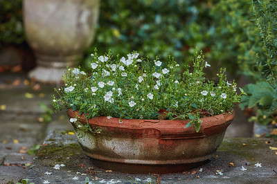 Buy stock photo Closeup of white twinspur flowers blossoming and blooming in clay or ceramic pot in a home garden. Group of small diascia plant flowering in backyard in a vase. Passionate about gardening hobby