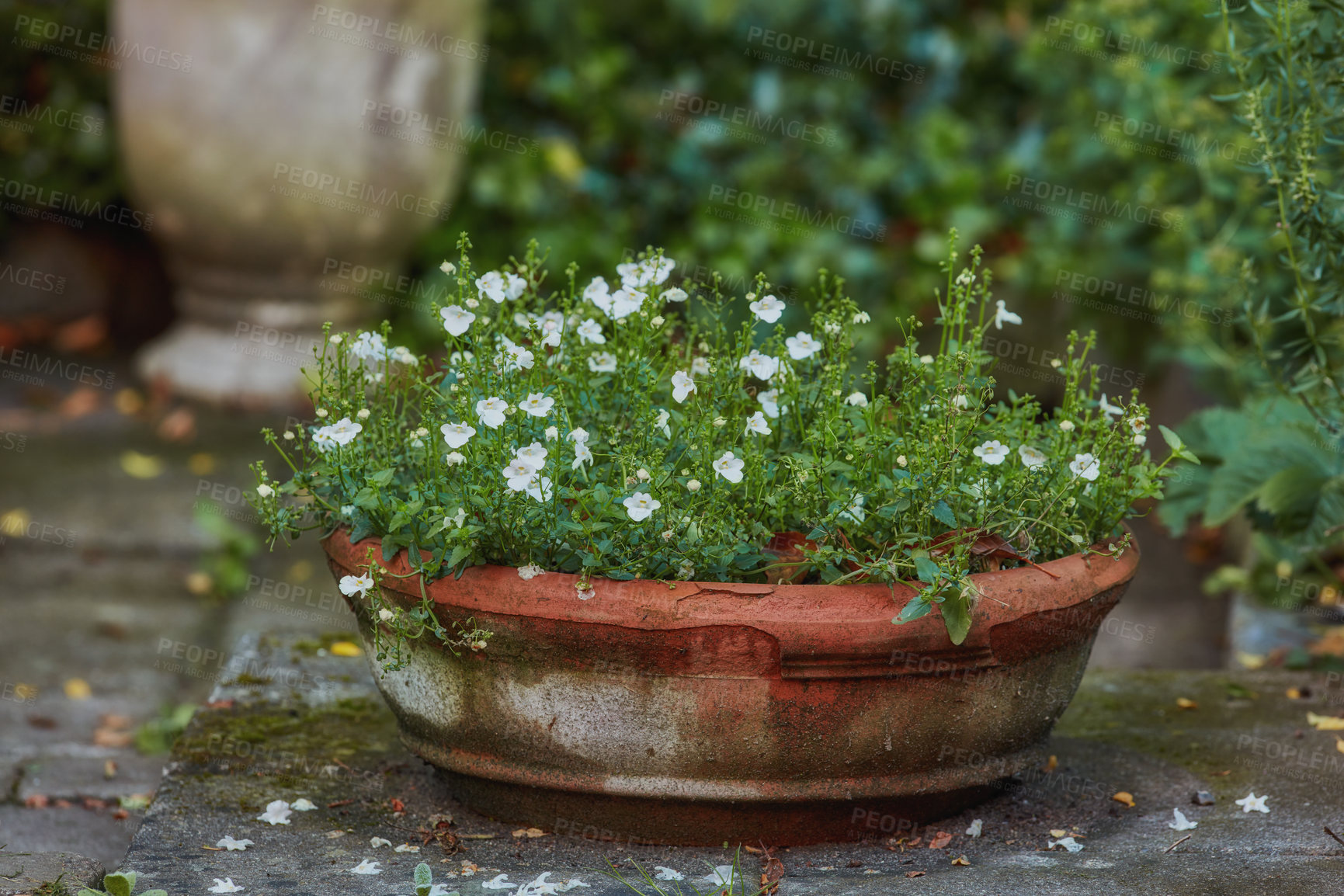 Buy stock photo Closeup of white twinspur flowers blossoming and blooming in clay or ceramic pot in a home garden. Group of small diascia plant flowering in backyard in a vase. Passionate about gardening hobby