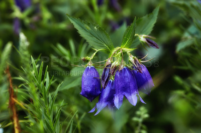 Buy stock photo Peach-leaved bellflower plant. Botanical vector illustration, isolated on blurry background. Close-up of beautiful fully blooming violet-blue bellflower variety in a flower bed, blurred natural.