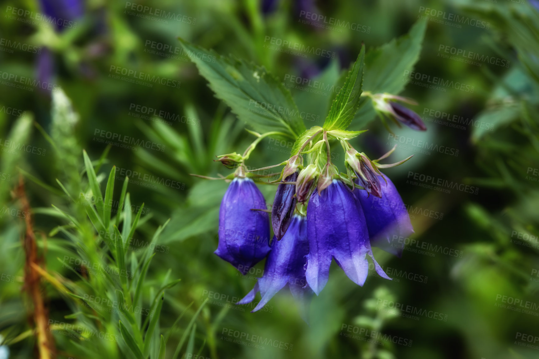 Buy stock photo Peach-leaved bellflower plant. Botanical vector illustration, isolated on blurry background. Close-up of beautiful fully blooming violet-blue bellflower variety in a flower bed, blurred natural.