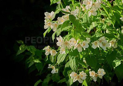 Buy stock photo Closeup of white lilies growing on a tree in a backyard. Lilium blooming in a botanical garden in spring. Lily flowers budding in a park. Flora in a meadow. Flowering plants on the countryside