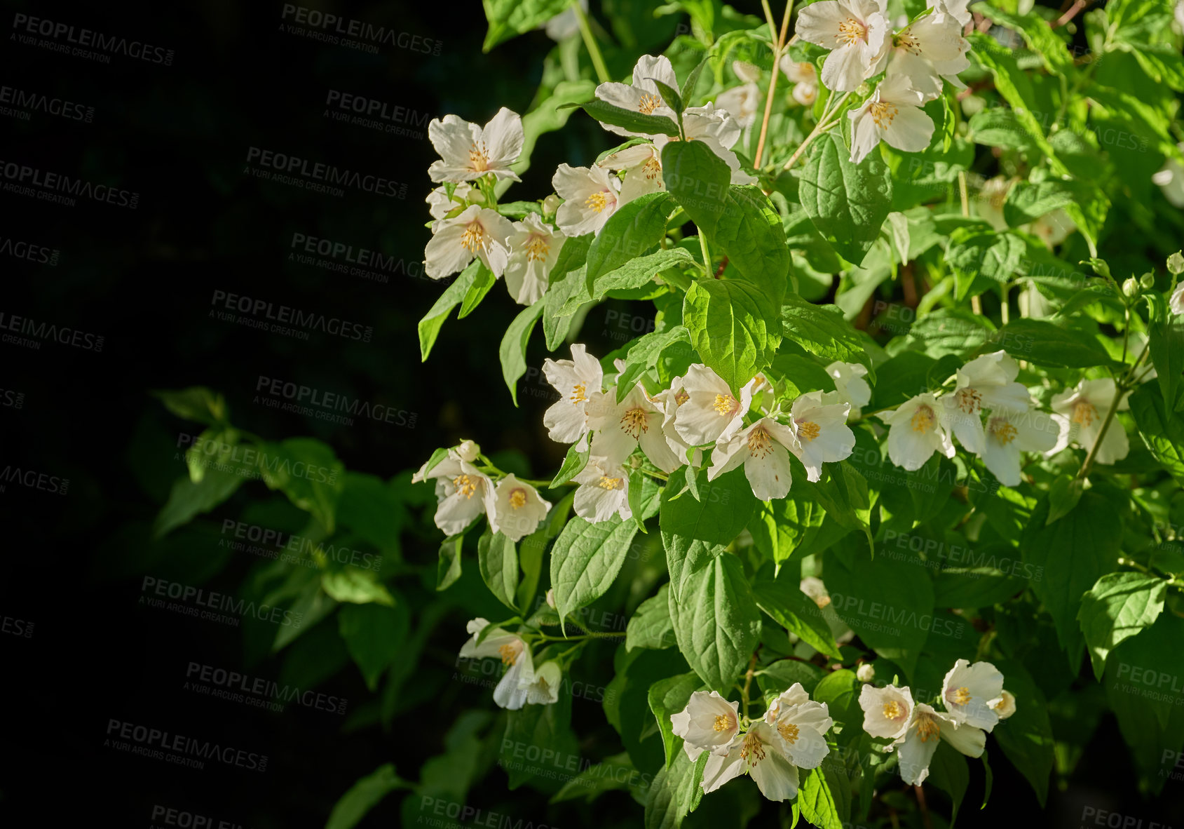 Buy stock photo Closeup of white lilies growing on a tree in a backyard. Lilium blooming in a botanical garden in spring. Lily flowers budding in a park. Flora in a meadow. Flowering plants on the countryside