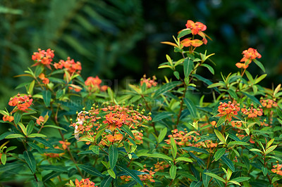 Buy stock photo Field of a fireglow spurge flower in a bush. Orange flowers bloom in a botanical garden or backyard in the spring season. Bright wild blossoms growing on blurred nature background with copy space.