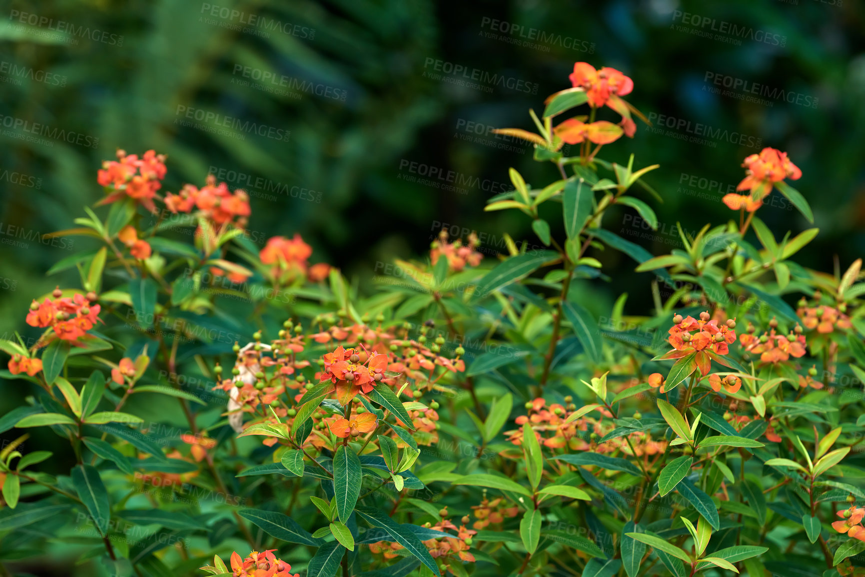 Buy stock photo Field of a fireglow spurge flower in a bush. Orange flowers bloom in a botanical garden or backyard in the spring season. Bright wild blossoms growing on blurred nature background with copy space.