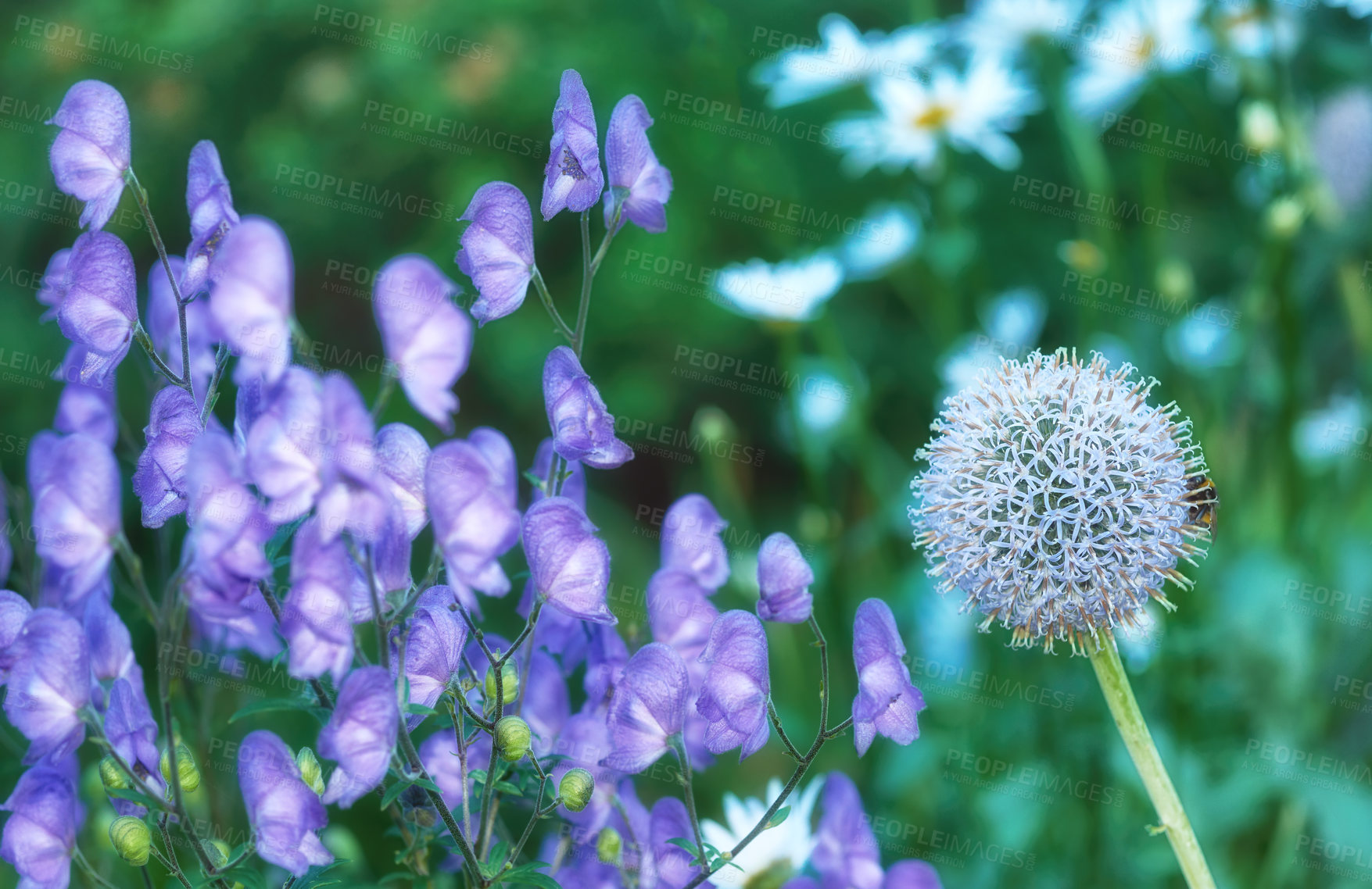 Buy stock photo Closeup of a purple monkshood or wolfsbane flowers growing alongside a dandelion stem in a botanical garden outdoors. Beautiful scenic landscape of aconitum plants blooming in nature during spring