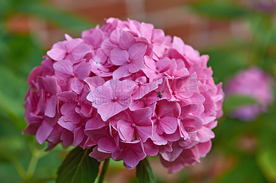 Buy stock photo Blooming bigleaf hydrangea in the summer garden. Beautiful pink hydrangea flowers in the park. A blur background of pink hydrangea flowers with big green leaves and a fly on a petal in nature
