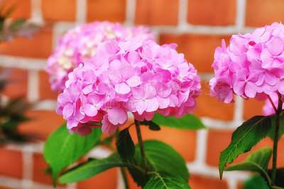 Buy stock photo Blooming cultivar bigleaf hydrangea in the summer garden on a sunny day. A pink color flower with green leaves blossoming in the backyard with blur background. A bunch of hydrangeas in nature