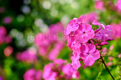 Buy stock photo Close-up of a pink phlox paniculata cultivar 'Flamingo' flower with a blurred background. A bunch of dark pink flower in a backyard on a sunny day. A portrait of blooming phlox in a garden in nature