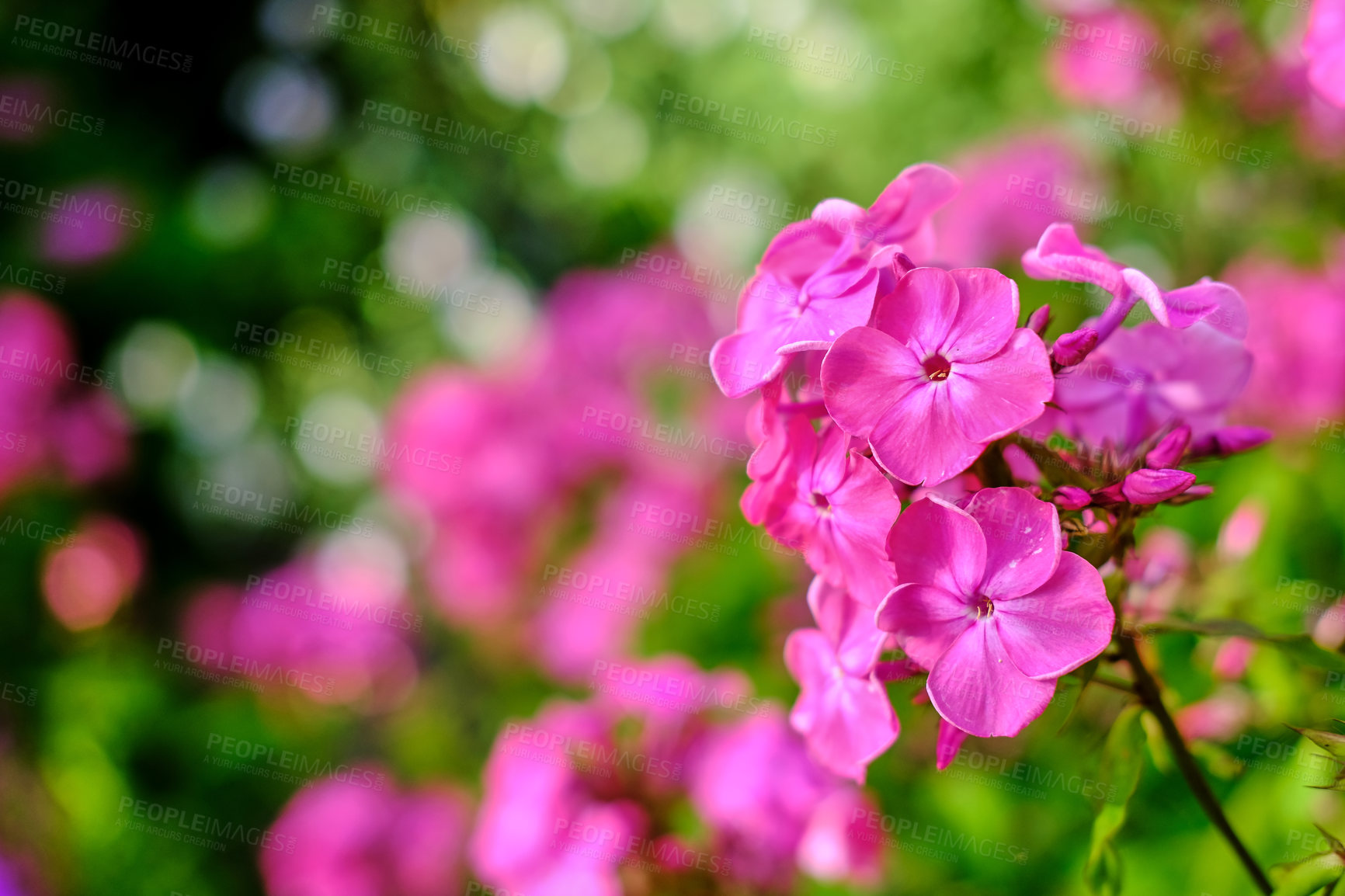 Buy stock photo Close-up of a pink phlox paniculata cultivar 'Flamingo' flower with a blurred background. A bunch of dark pink flower in a backyard on a sunny day. A portrait of blooming phlox in a garden in nature