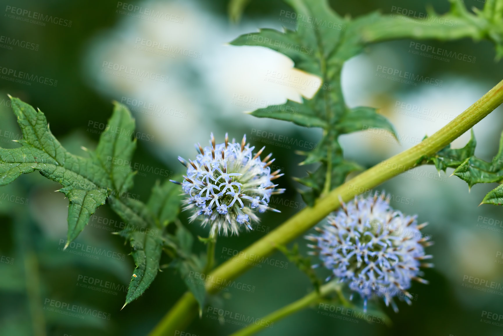 Buy stock photo A Globe Thistle in a garden with green leaves and blurred background. The Beautiful blue globe thistle in a forest or jungle. Flower heads of Echinops, globe thistles in the cottage garden in nature