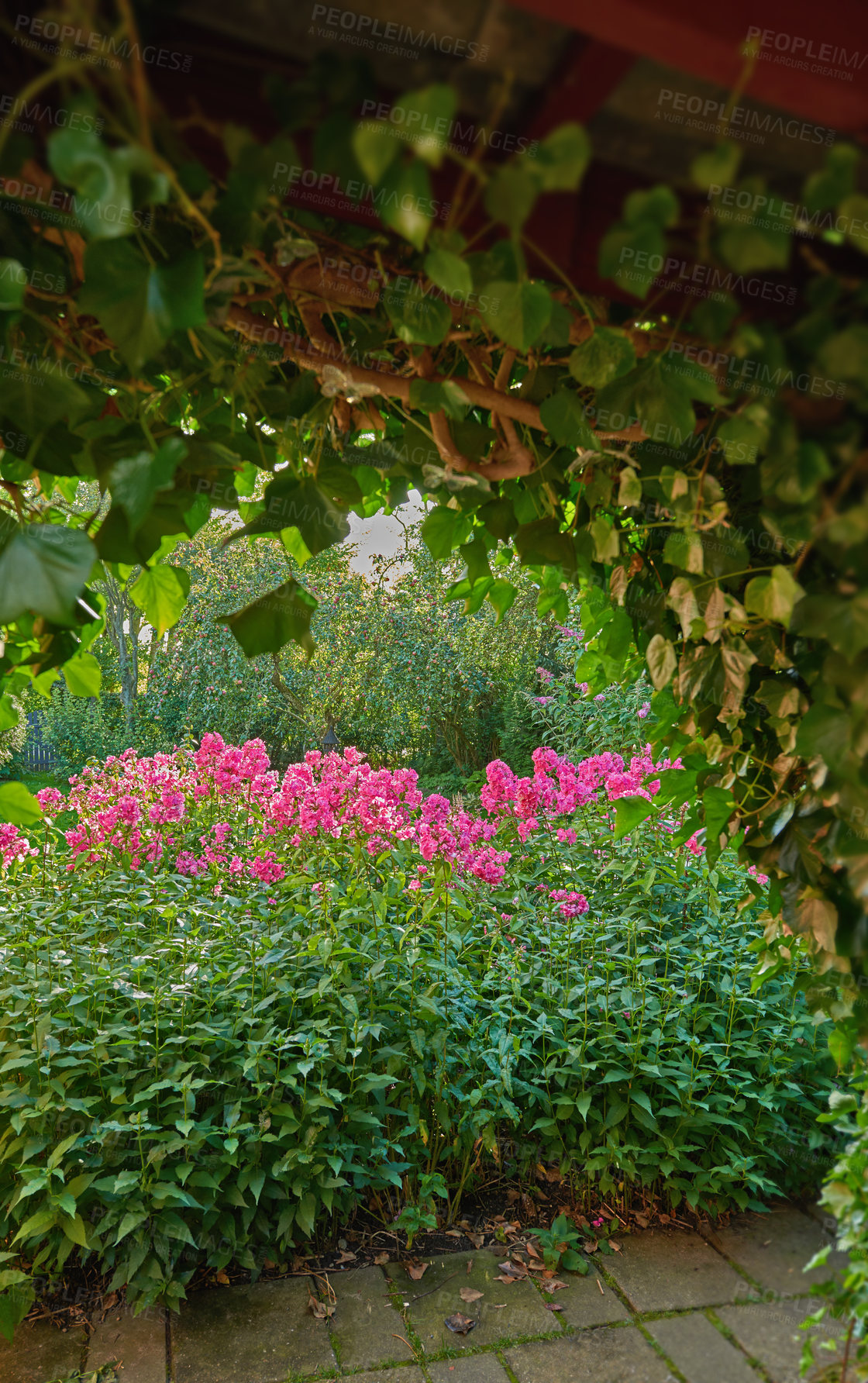 Buy stock photo A lush pink garden of phlox flowers growing in a backyard. A bush of bright blooms in a botanical garden with copy space. Delicate spring blossoms growing on a botanical flower bed in springtime