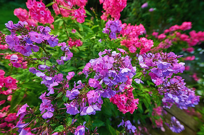 Buy stock photo Pink and purple musk mallow flower growing in summer. Flowering plants blooming on a tree in a backyard. Bush of spring flowers in a yard. Flowerbed outside at a park. Beautiful flora in nature