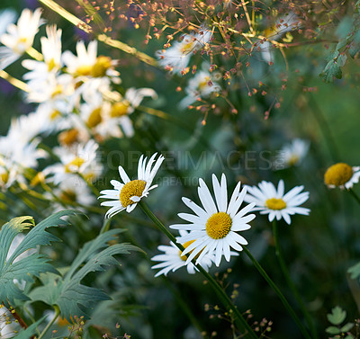 Buy stock photo Closeup of white daisies growing in remote field, meadow, home backyard garden. Marguerite daisy flowers blossoming, blooming, flowering. Textured detail of argyranthemum frutescens medicinal flower