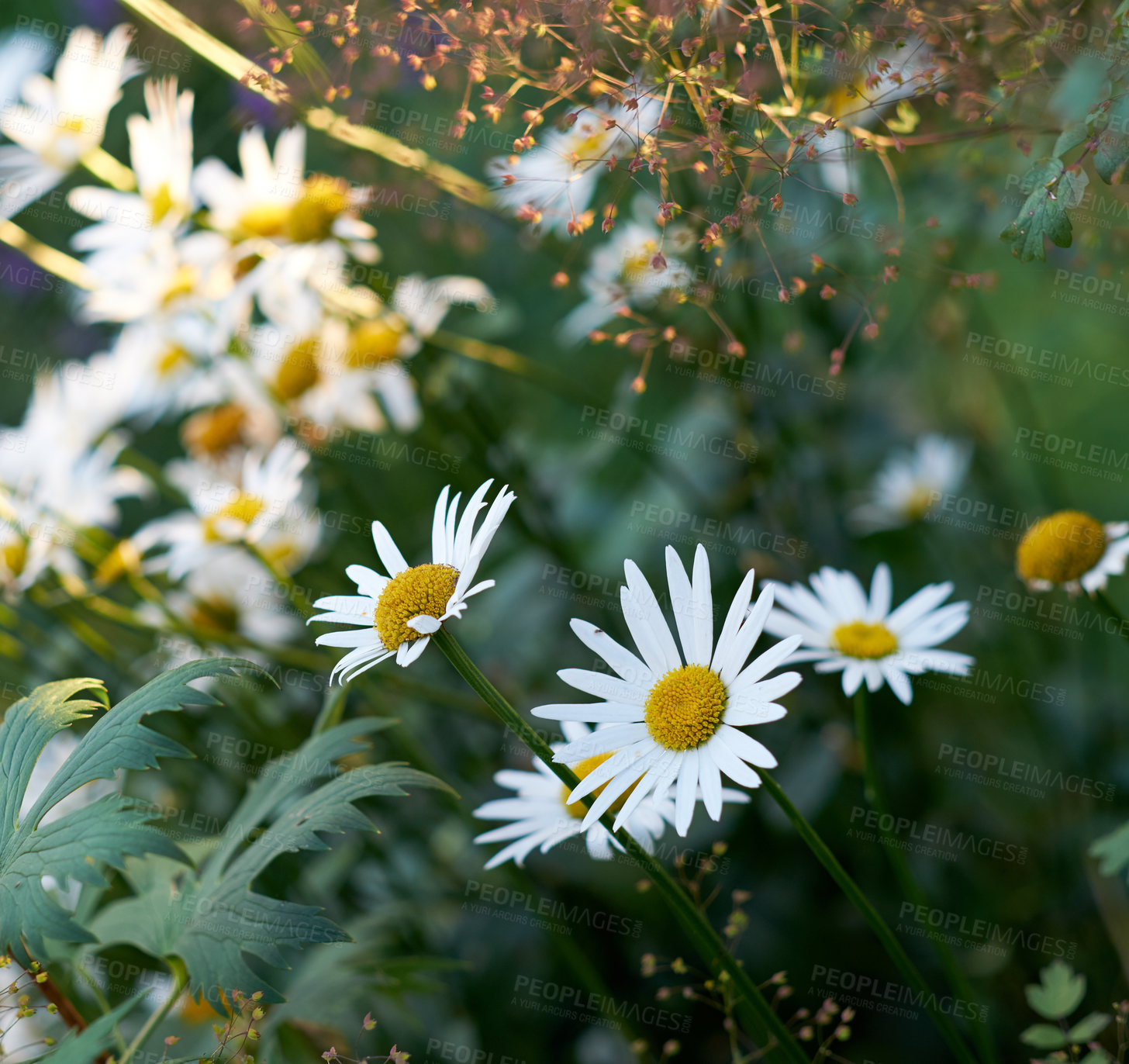 Buy stock photo Closeup of white daisies growing in remote field, meadow, home backyard garden. Marguerite daisy flowers blossoming, blooming, flowering. Textured detail of argyranthemum frutescens medicinal flower