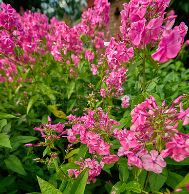 Buy stock photo Angular distortion of pink garden phlox flowers growing in a backyard. A bush of bright blooms in a botanical garden with copy space. Delicate spring blossoms growing on a distorted angle background