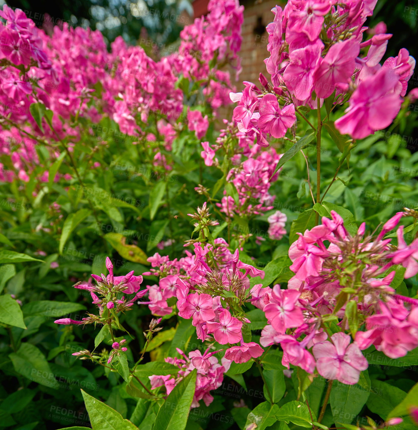 Buy stock photo Angular distortion of pink garden phlox flowers growing in a backyard. A bush of bright blooms in a botanical garden with copy space. Delicate spring blossoms growing on a distorted angle background