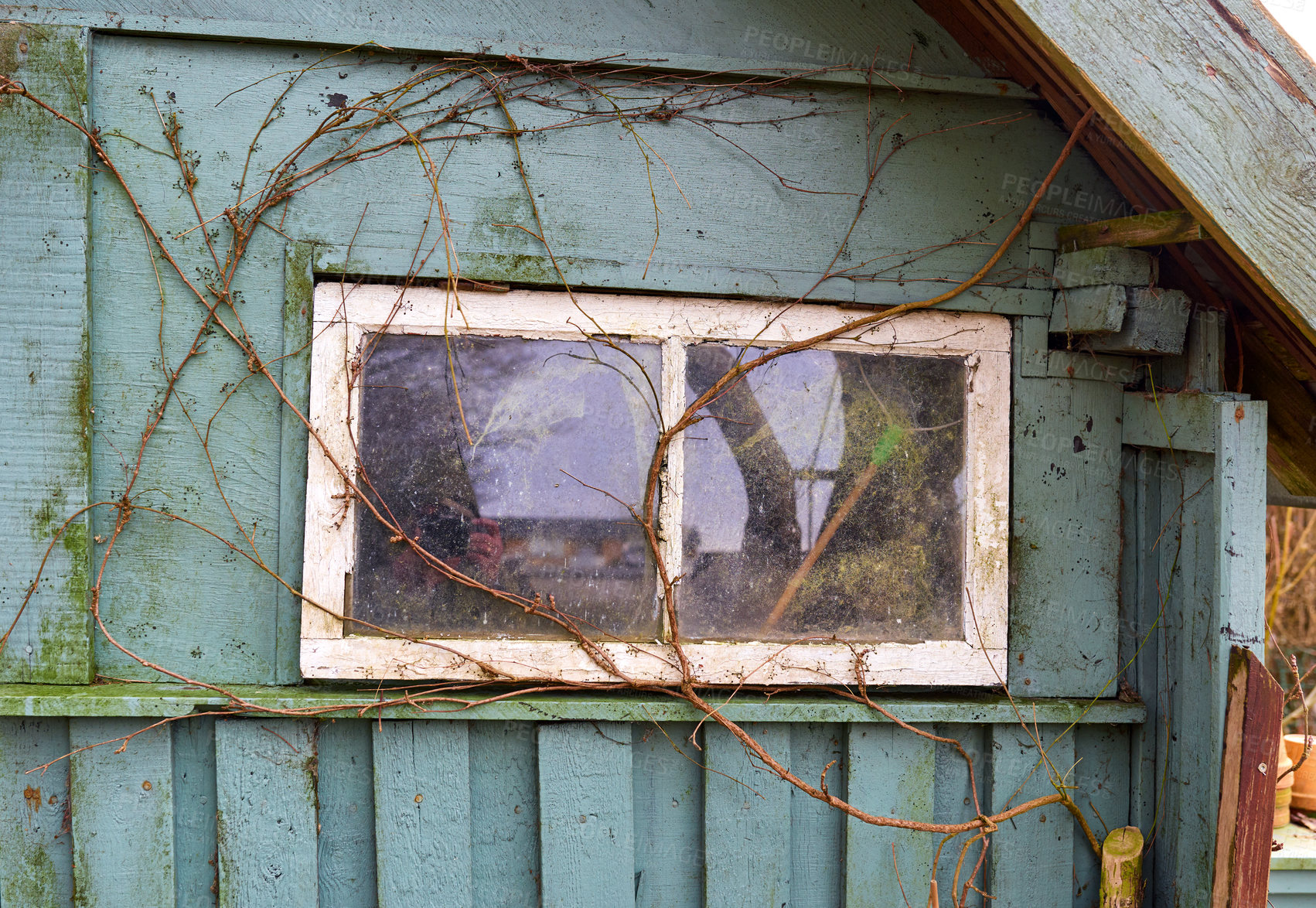 Buy stock photo Dirt, damage or window with branches or moss of abandoned house, property or old shack. Empty, glass and architecture with fungal growth for weathered exterior, low maintenance or bad condition