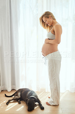 Buy stock photo Shot of a pregnant woman standing next to her dog