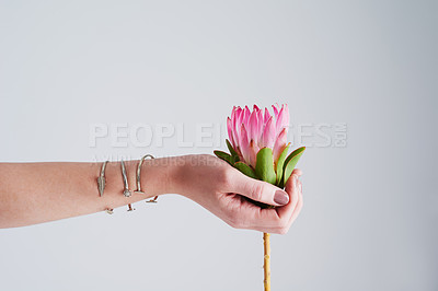 Buy stock photo Studio shot of an unrecognizable woman holding a flower against a grey background
