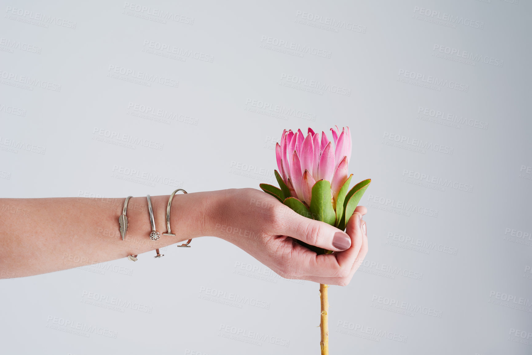 Buy stock photo Person, hands and plant with pink rose or flower for anniversary, gift or valentines day on a white studio background. Closeup of model with natural leaf, stem or blossom for bloom, romance or love