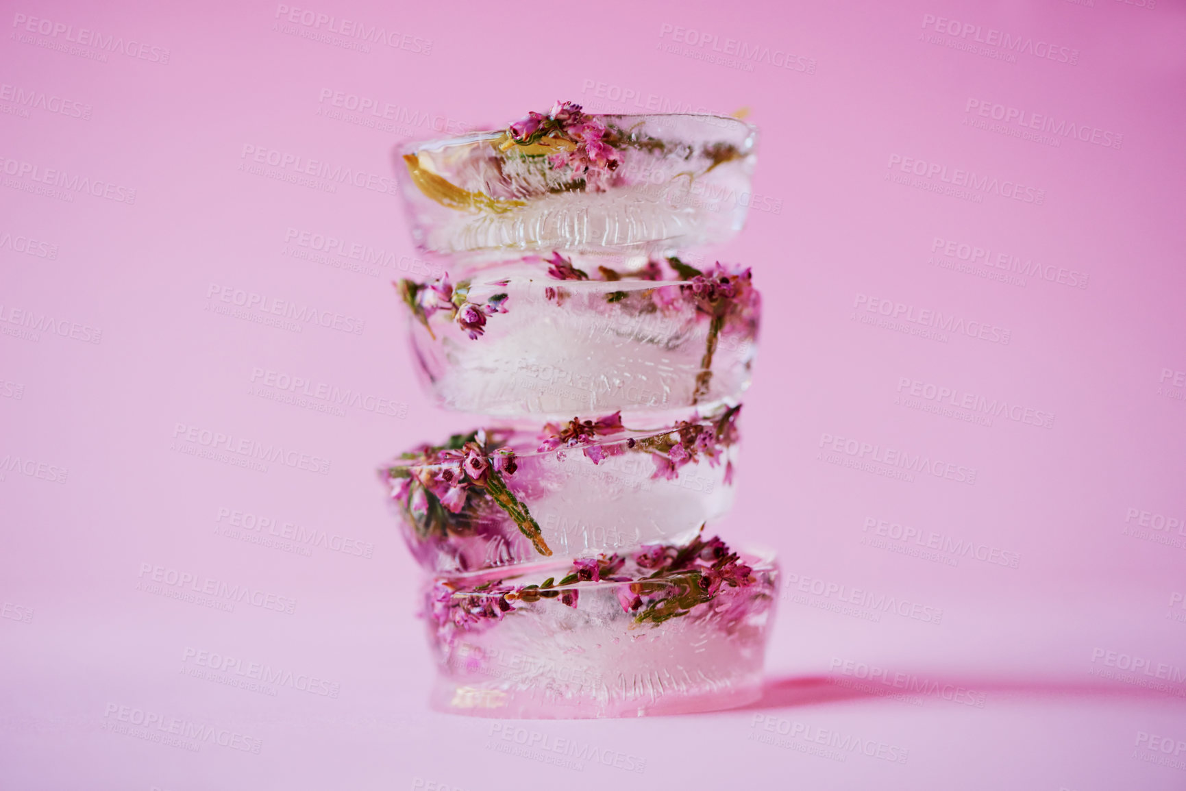 Buy stock photo Studio shot of flowers frozen into ice blocks against a pink background