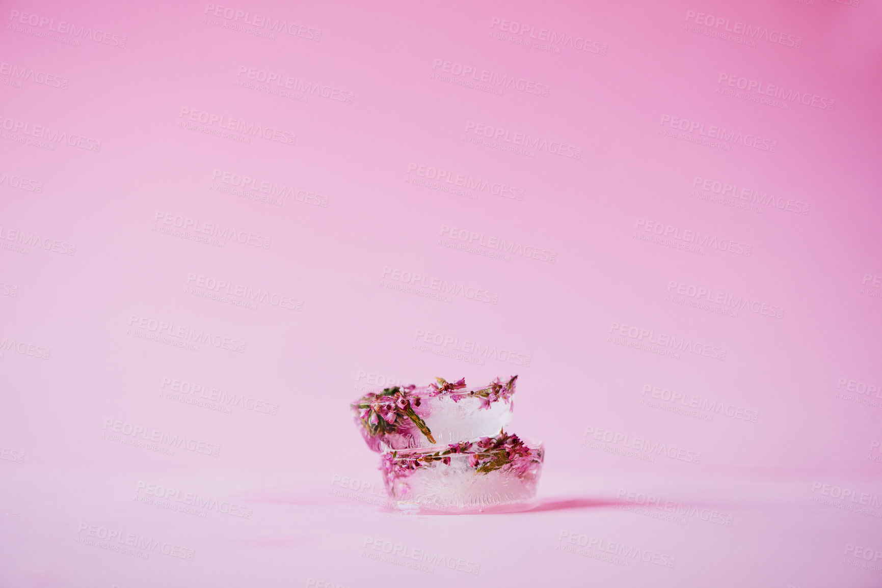 Buy stock photo Studio shot of flowers frozen into ice blocks against a pink background