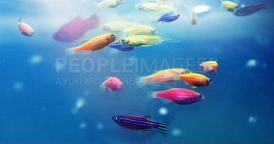 Buy stock photo Shot of a group of various danio in a freshwater fish tank