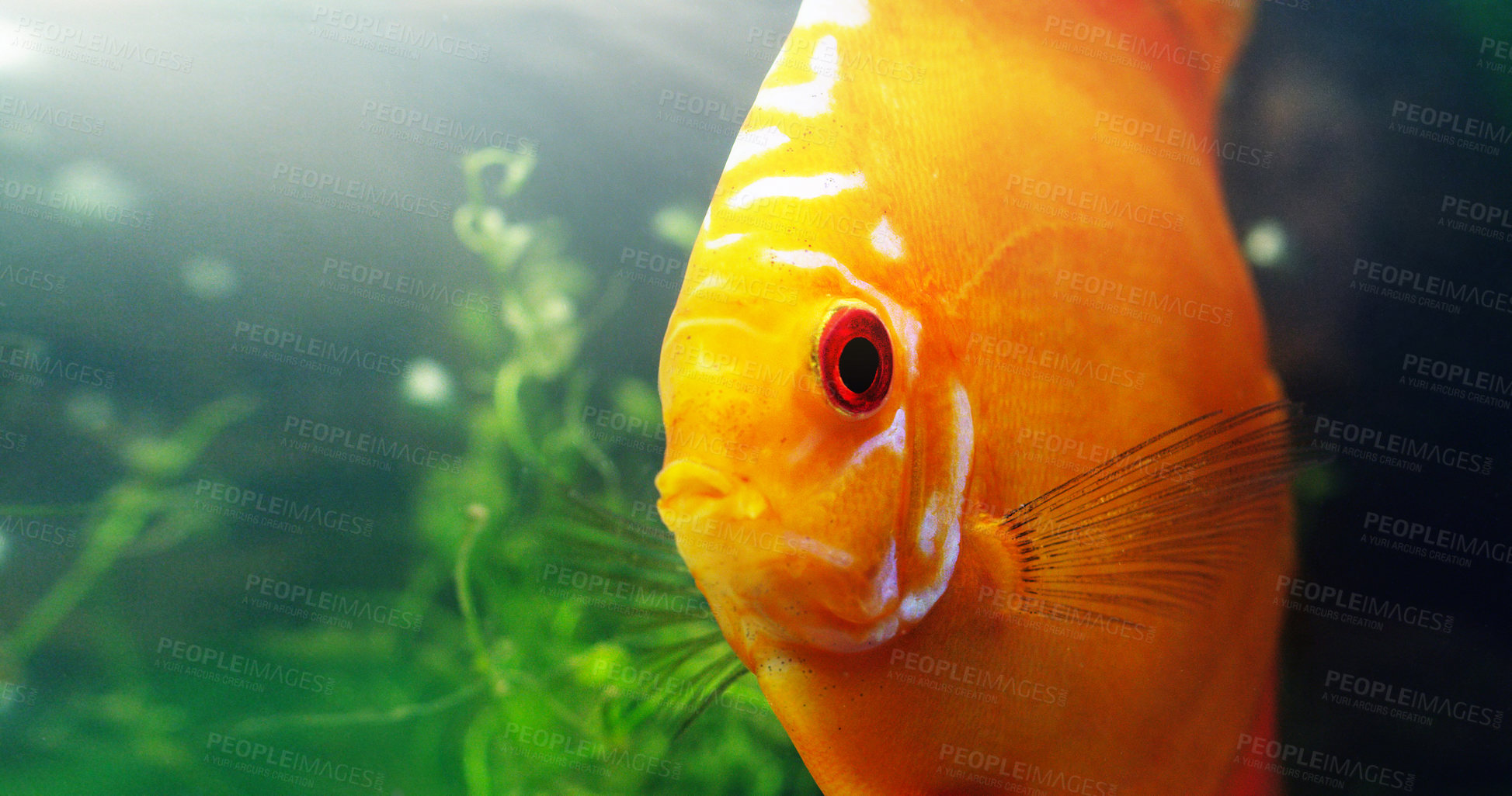 Buy stock photo Shot of a red discus in a freshwater fish tank