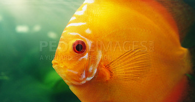 Buy stock photo Shot of a red discus in a freshwater fish tank