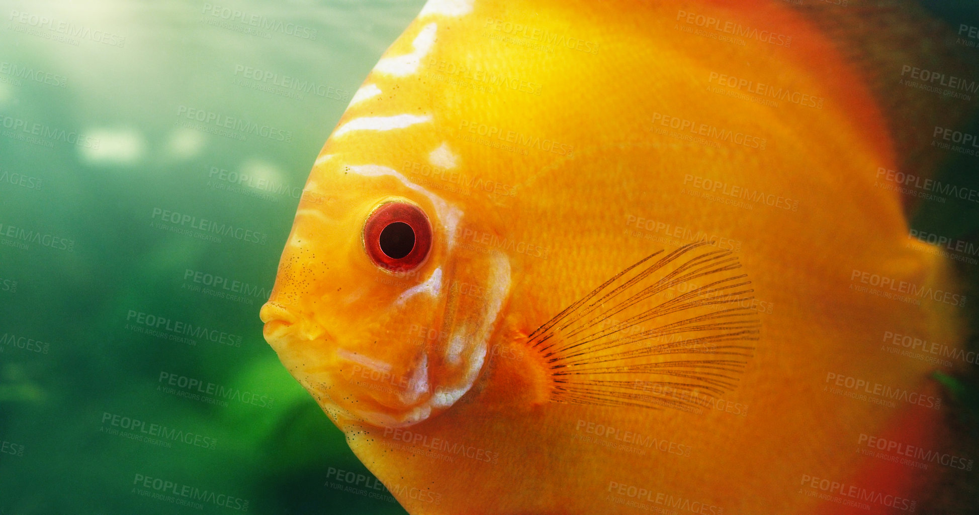 Buy stock photo Shot of a red discus in a freshwater fish tank