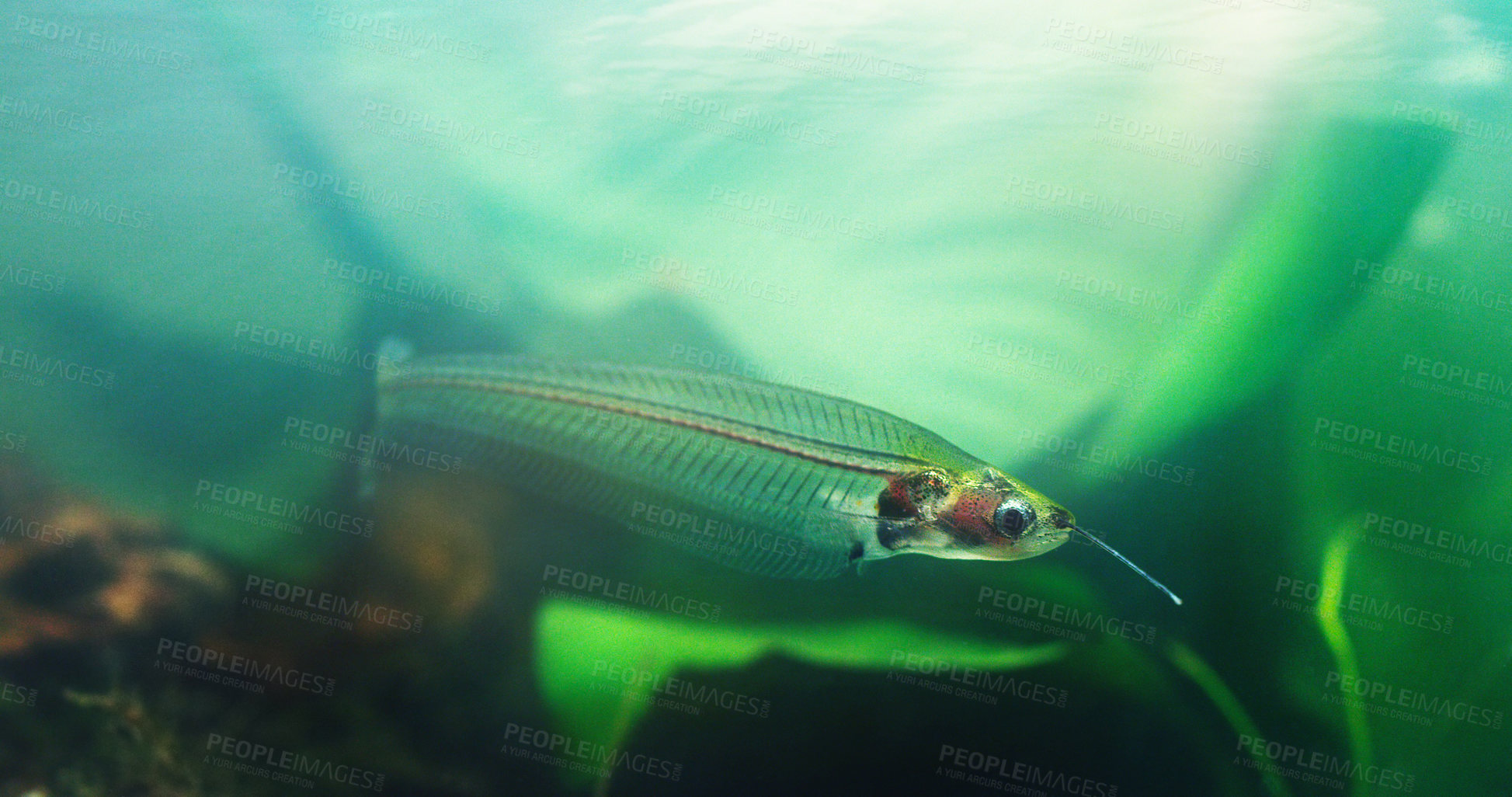 Buy stock photo Shot of exotic fish in an aquarium