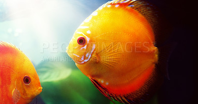 Buy stock photo Shot of two red discus in a freshwater fish tank