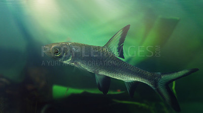 Buy stock photo Shot of exotic fish in an aquarium