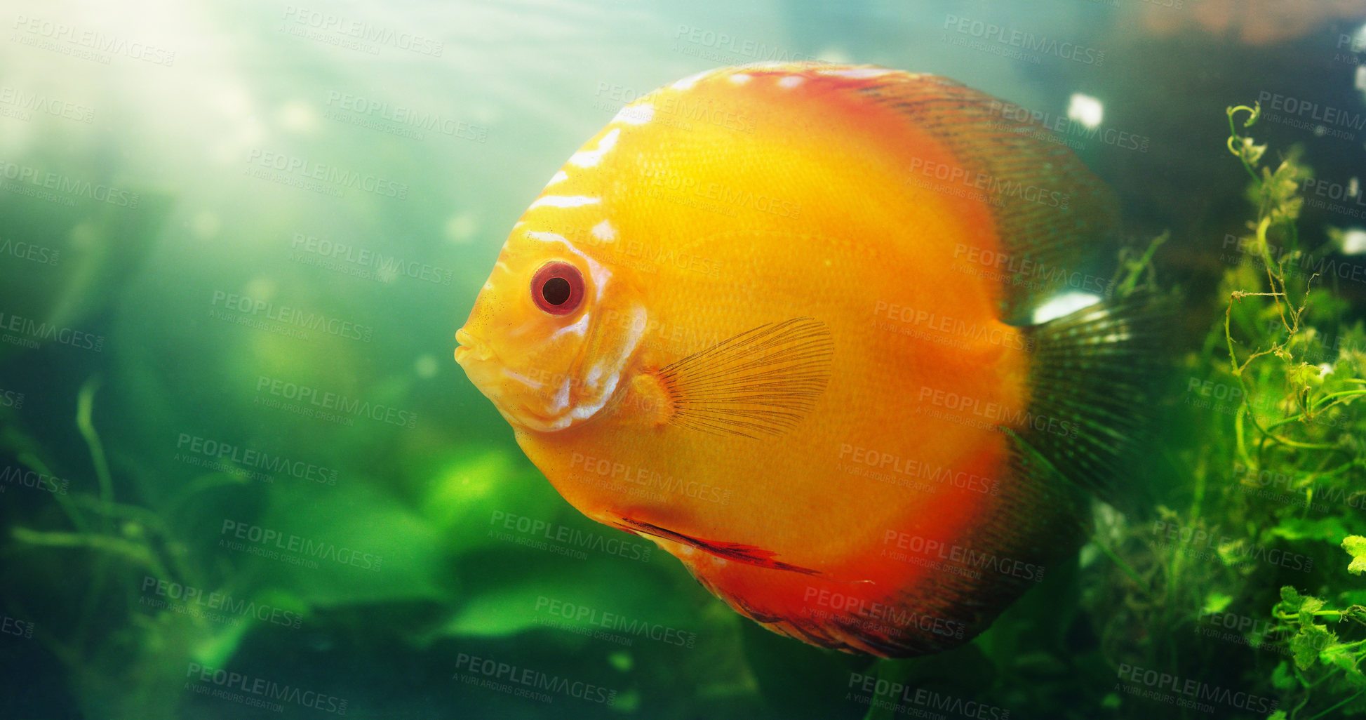 Buy stock photo Shot of a red discus in a freshwater fish tank