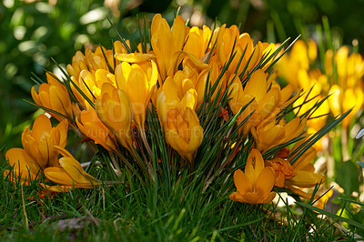 Buy stock photo Flowers, plant and leaves with grass field for summer season, garden design or natural growth in nature. Closeup, organic and petals with foliage for eco friendly environment, ecology or ecosystem