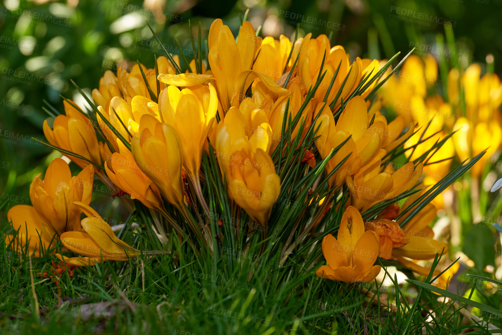 Buy stock photo Flowers, plant and leaves with grass field for summer season, garden design or natural growth in nature. Closeup, organic and petals with foliage for eco friendly environment, ecology or ecosystem