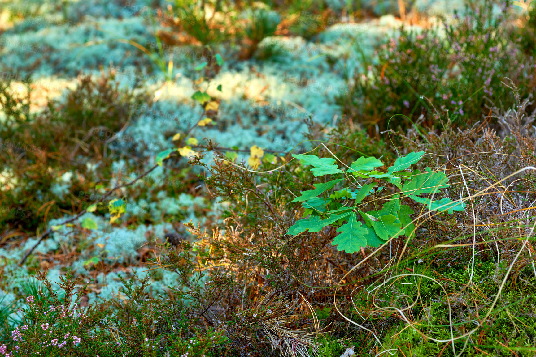 Buy stock photo Nature, flowers and plants on field in countryside, meadow environment and outdoor landscape. Eco friendly, growth and natural land in spring with vegetation, leaves or shrubs on grass in Denmark