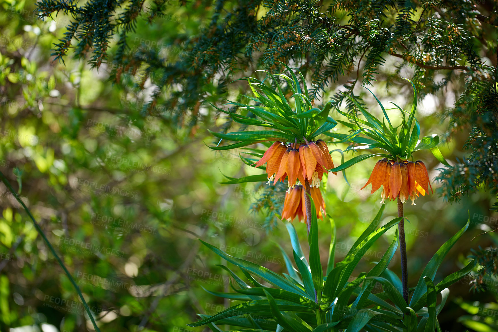 Buy stock photo Crown imperial, nature or flowers in outdoor garden environment, botanical plants or blooming outside. Fritillaria imperialis, blossom and forest botany in ecosystem, wilderness or floral growth