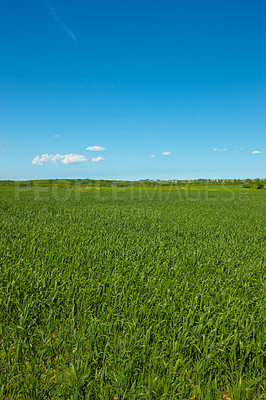 Buy stock photo Nature, grass and field in countryside, blue sky and outdoor mockup space. Plants, lawn and natural land in spring on farm with vegetation, clouds and landscape in sustainable environment in Norway.