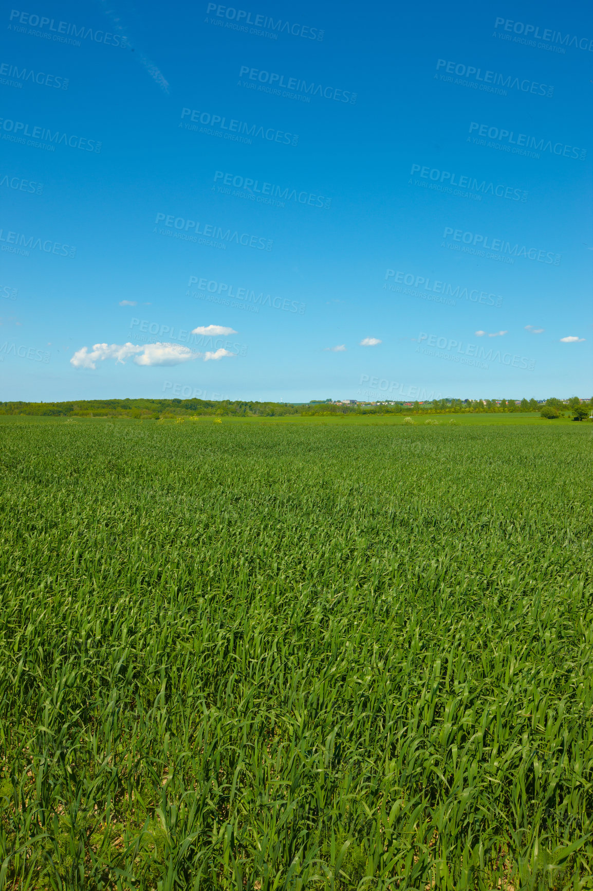 Buy stock photo Nature, grass and field in countryside, blue sky and outdoor mockup space. Plants, lawn and natural land in spring on farm with vegetation, clouds and landscape in sustainable environment in Norway.