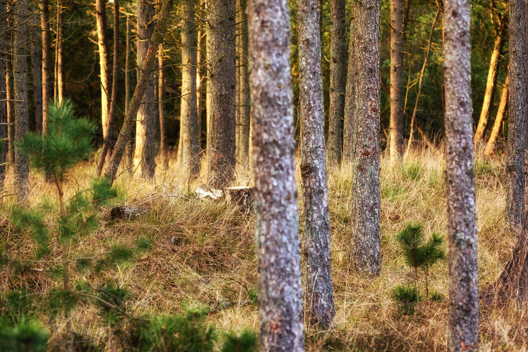 Buy stock photo Images from the Kingdom of Denmark