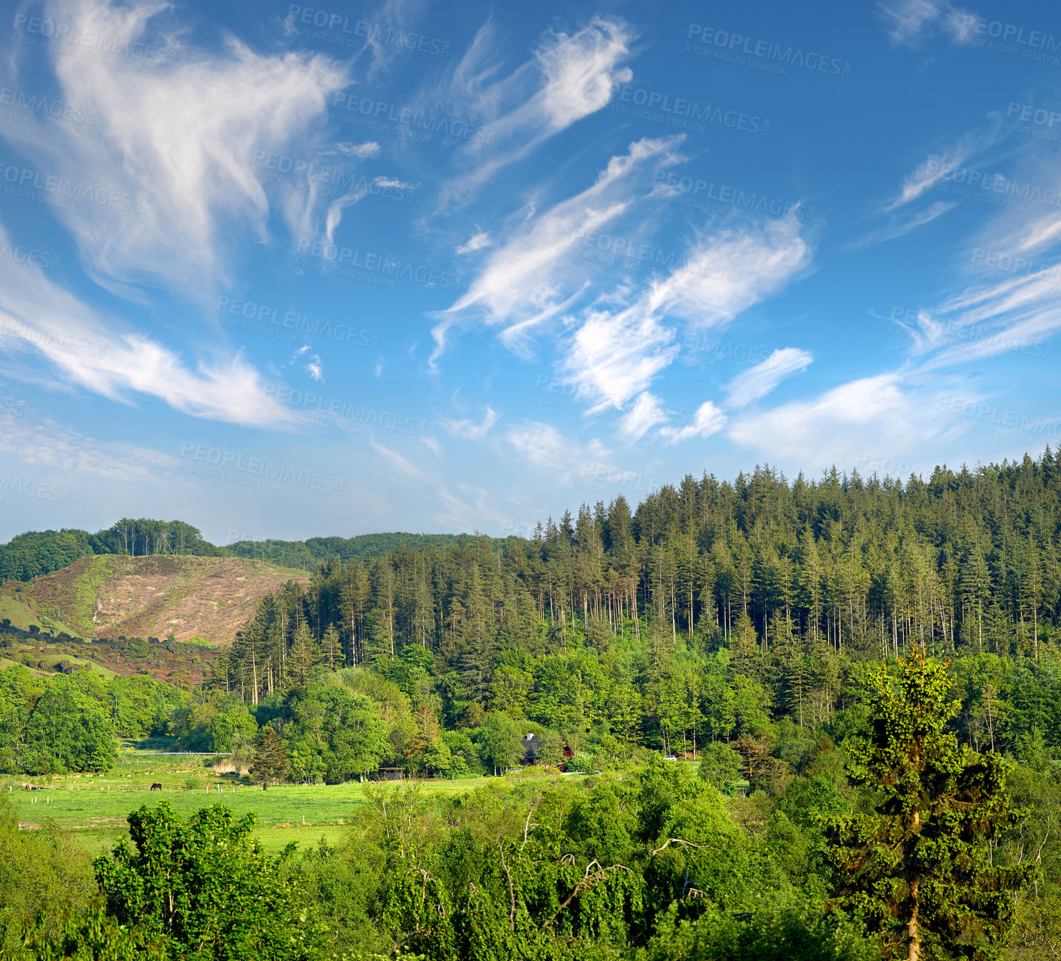 Buy stock photo Trees, nature and forest in countryside, landscape and outdoor vegetation. Plants, farm and natural land in spring with cows, grass and sustainable environment for farming agriculture in Denmark.