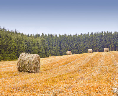 Buy stock photo Farm, agriculture and landscape, nature and hay bales with environment and farming location in Denmark. Fresh air, harvest and countryside with destination and straw field outdoor with farmland