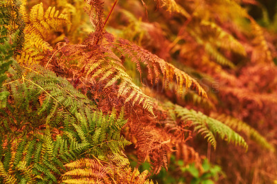 Buy stock photo Plants, growth and nature with fern in garden closeup for botany, horticulture or environment. Autumn, polypodiopsida or polypodiophyta wallpaper of tropical sustainability, natural meadow or ecology