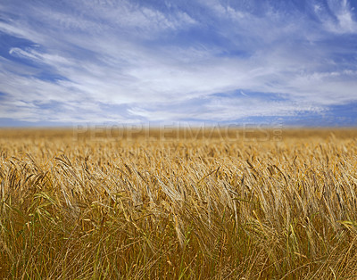 Buy stock photo Landscape, nature and field of wheat with farm, environment and agriculture with countryside location. Farming, plants and sustainability with farmer land, grain harvest and scenic with blue sky