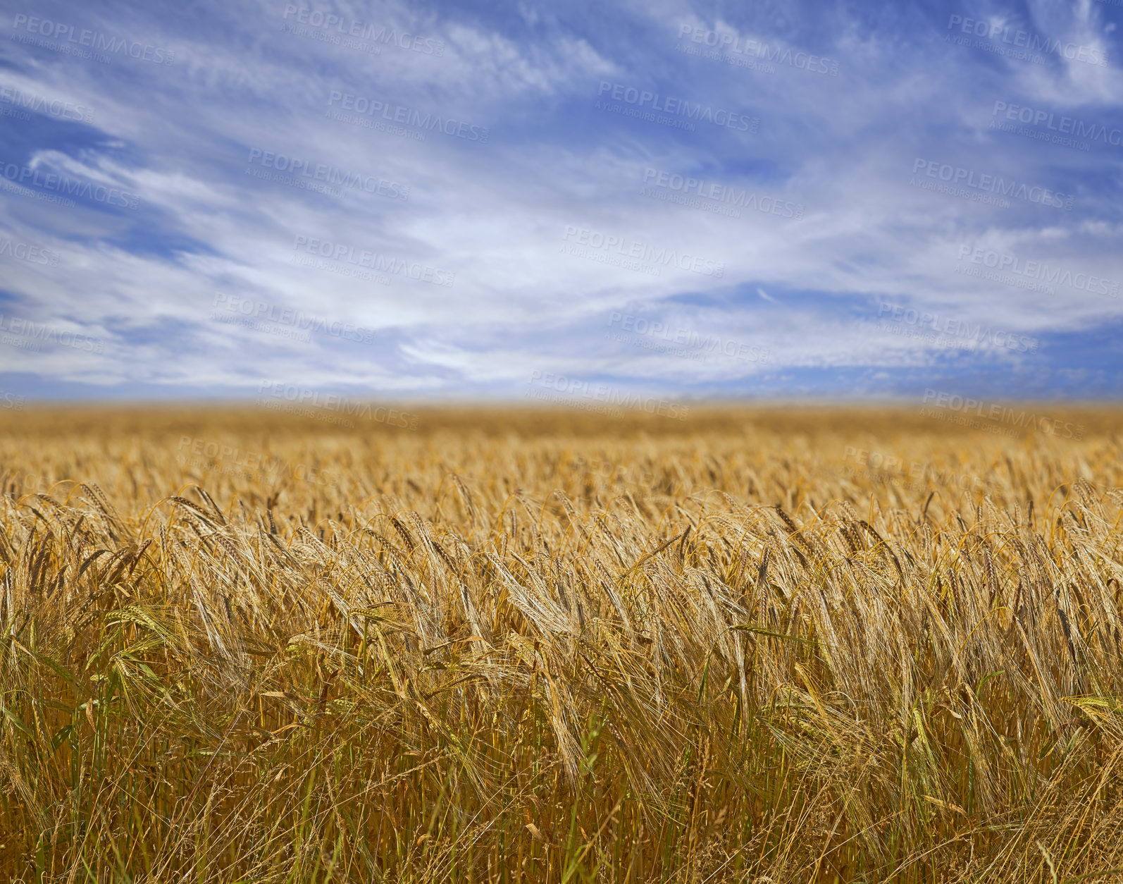 Buy stock photo Landscape, nature and field of wheat with farm, environment and agriculture with countryside location. Farming, plants and sustainability with farmer land, grain harvest and scenic with blue sky