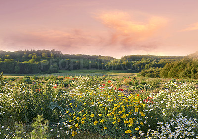 Buy stock photo Nature, flowers and field in countryside, sunset and outdoor landscape mockup space. Plants, grass and natural land in spring with vegetation, trees or sunflowers, daisies and environment in Denmark.