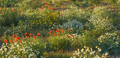 Buy stock photo Flowers, nature and field in countryside, landscape and outdoor sustainability. Plants, grass and natural land in spring with vegetation, poppy or sunflowers, daisies and environment in Denmark.