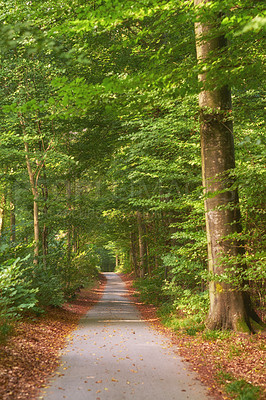 Buy stock photo Forest, trees and landscape, nature and path with environment and woodland location in Denmark. Travel, orange leaves in park and scenic destination with autumn season, outdoor and natural scenery